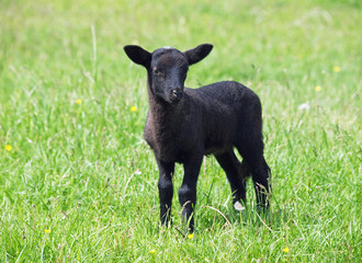 Little black lamb on a green spring pasture