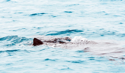 Obraz premium Ramp on the surface of water, Male, Republic of Maldives. Close-up.