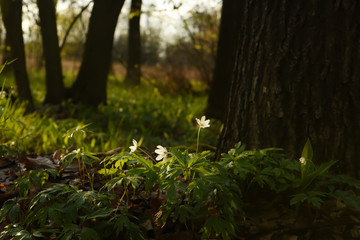 Small spring flowers of anemones in a dark forest.
