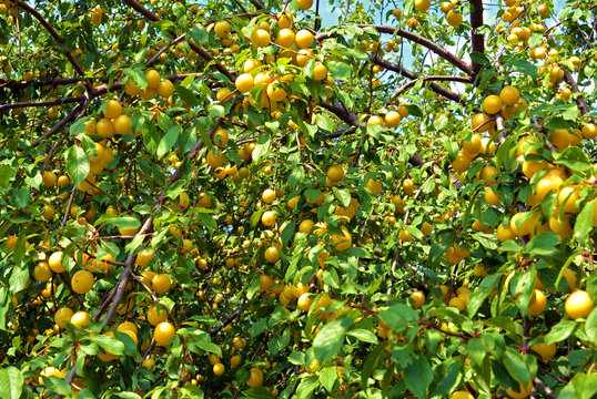 Branches with ripe yellow cherry plum fruit growing in the summer garden