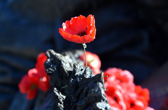 Poppies on a rock at the Australian War Memorial in Canberra. The red poppy has become a symbol of war remembrance (ANZAC Day) the world over.
