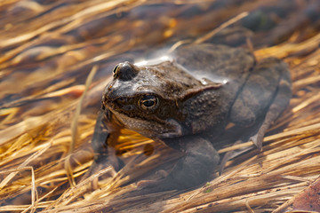 A brown frog in the early spring after leaving a wintering den