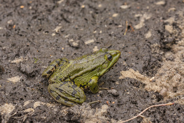 A green frog on a wet ground after leaving its wintering den in the early spring