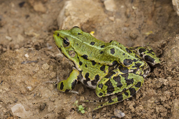 A green frog on a wet ground after leaving its wintering den in the early spring