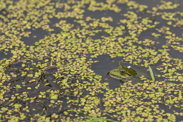 A frog in a pond surrounded by green tiny leaves of common duckweed