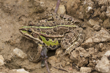 A green frog on a wet ground after leaving its wintering den in the early spring