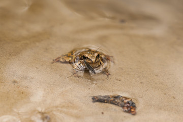 A brown frog in the early spring after leaving a wintering den
