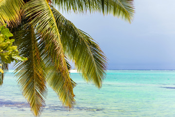 Palm leaves on a background of the Indian ocean, Male, Maldives. Copy space for text.