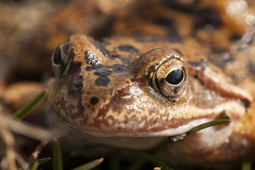 A portrait of a brown frog taking sunbath in the early spring.