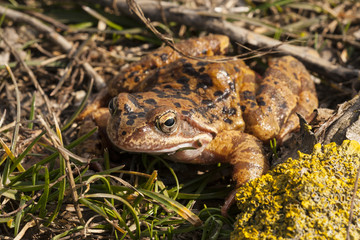 A brown frog after leaving its wintering den