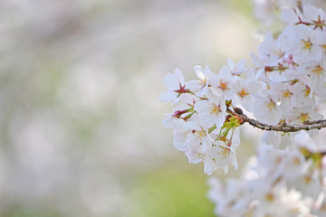 桜咲く