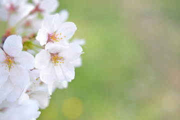Fototapeta na wymiar 桜と緑背景