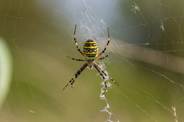 Wasp spider - a wide-spread species of spiders that can be observed in meadows of Europe