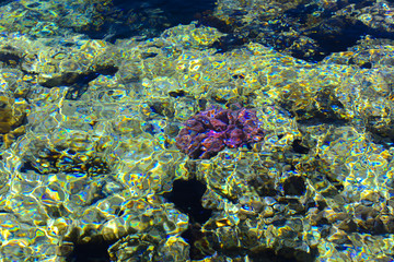Multicolored beautiful red sea fish over the thickness of the water on a blurred background of coral reefs and yellow sand. Sharm el-Sheikh, Egypt, screensaver, wallpaper