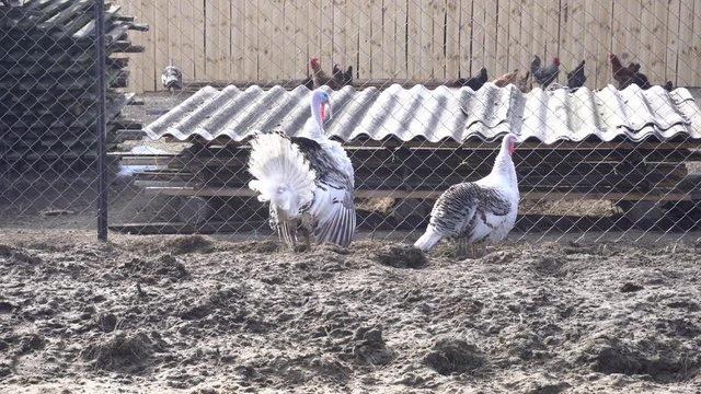 turkeys on the farm