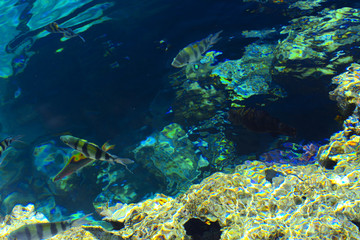 Multicolored beautiful red sea fish over the thickness of the water on a blurred background of coral reefs and yellow sand. Sharm el-Sheikh, Egypt, screensaver, wallpaper