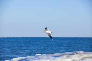 Fototapeta na wymiar The beautiful seagulls are on the beach