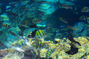 Fototapeta premium Multicolored beautiful red sea fish over the thickness of the water on a blurred background of coral reefs and yellow sand. Sharm el-Sheikh, Egypt, screensaver, wallpaper