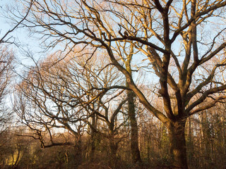 Fototapeta na wymiar bark bark trees line of branches nature landscape outside canopy overhead