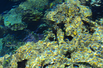 Multicolored beautiful red sea fish over the thickness of the water on a blurred background of coral reefs and yellow sand. Sharm el-Sheikh, Egypt, screensaver, wallpaper