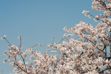 Cherry Blossoms