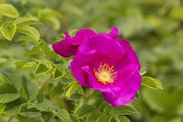 Flowers of the beach rose blooming in late spring - petals are used in the cosmetic industry and in the kitchen to produce tasty confiture. © Pawel Sidlo