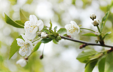 Beautiful blooming spring branch