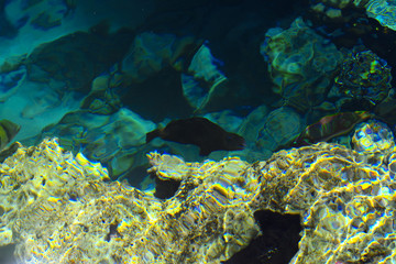 Multicolored beautiful red sea fish over the thickness of the water on a blurred background of coral reefs and yellow sand. Sharm el-Sheikh, Egypt.