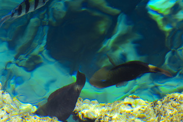 Multicolored beautiful red sea fish over the thickness of the water on a blurred background of coral reefs and yellow sand. Sharm el-Sheikh, Egypt, screensaver, wallpaper