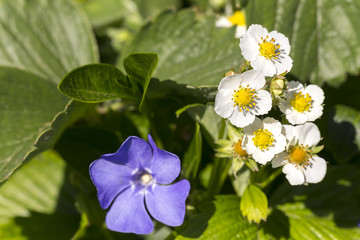 Flowers of wild strawberries in the early spring and a flower of periwinkle © Pawel Sidlo