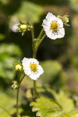 Flowers of wild strawberries in the early spring © Pawel Sidlo