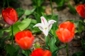 Blooming beautiful bouquet of tulips nature background
