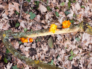 close up fungus woodland branch - Tremella mesenterica Retz. - Yellow Brain Fungus