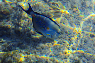 Fototapeta na wymiar Multicolored beautiful red sea fish over the thickness of the water on a blurred background of coral reefs and yellow sand. Sharm el-Sheikh, Egypt.