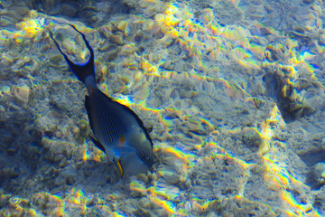 Naklejka na ściany i meble Multicolored beautiful red sea fish over the thickness of the water on a blurred background of coral reefs and yellow sand. Sharm el-Sheikh, Egypt, screensaver, wallpaper