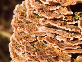 close up macro of growing bracket fungus fungi outside nature tree wood woodland