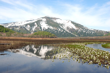 Skunk cabbages in OZE natural park / 初夏の尾瀬 ミズバショウ園