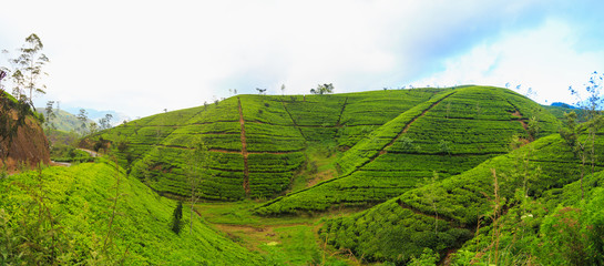  tea plantations high in the mountains