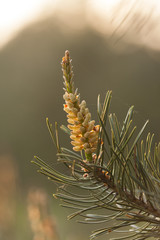 Young shots and flowers of a pine tree in early spring - commonly used parts of this tree in herbal medicine