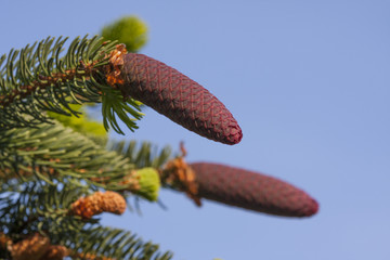Partially developed spruce cones on the background of the blue sky