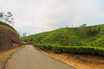  tea plantations high in the mountains