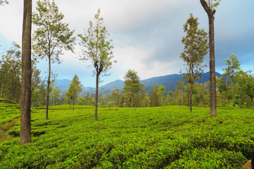 Fototapeta na wymiar tea plantations high in the mountains