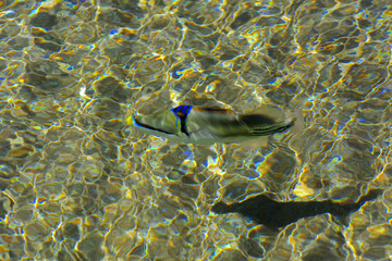 Multicolored beautiful red sea fish over the thickness of the water on a blurred background of coral reefs and yellow sand. Sharm el-Sheikh, Egypt, screensaver, wallpaper