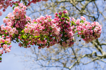 Kirschzweig Kirschblüte