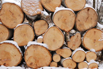 Stack of firewood. Background tree trunks 