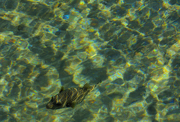 Multicolored beautiful red sea fish over the thickness of the water on a blurred background of coral reefs and yellow sand. Sharm el-Sheikh, Egypt, screensaver, wallpaper