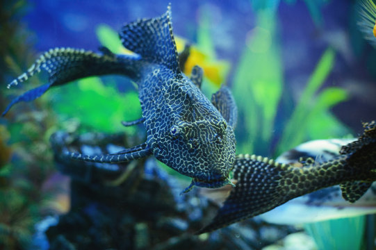 aquarium catfish swims, a cozy aquarium with algae and stones