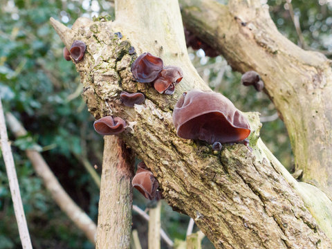 close up of growing hanging jelly jew ears tree elder - Auricularia auricula-judae (Bull.) Wettst. - Jelly Ear Fungus