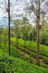  tea plantations high in the mountains