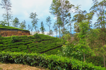  tea plantations high in the mountains